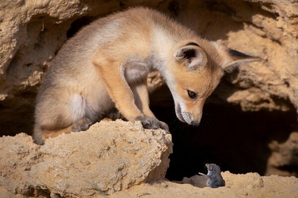 Comedy Wildlife Photography Awards: Τα άγρια ζώα στις πιο αστείες φωτογραφίες τους