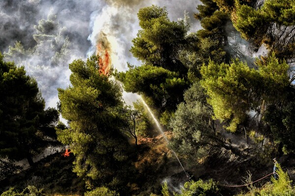 Μεγάλη φωτιά σε δάσος του Έβρου - «Μάχη» με τις φλόγες και τους ισχυρούς ανέμους
