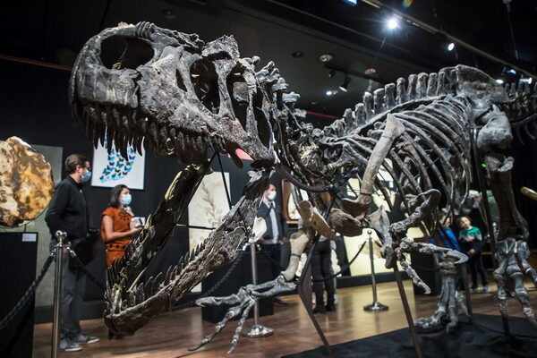Σχεδόν πλήρης σκελετός δεινοσαύρου πωλήθηκε για 3 εκατ. ευρώ