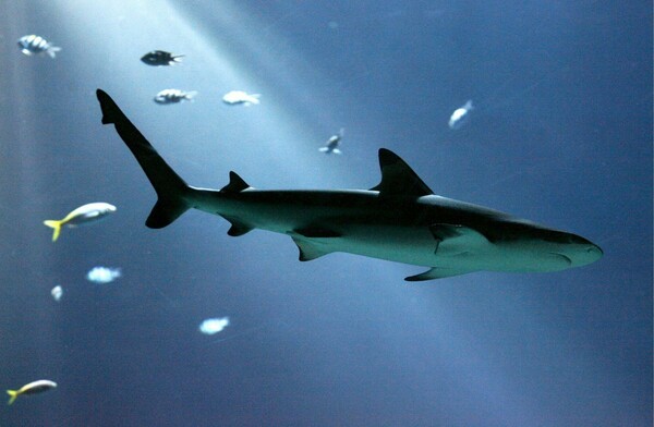 Αυστραλία: Αυξάνονται οι επιθέσεις καρχαριών και ίσως «ευθύνεται» η κλιματική αλλαγή