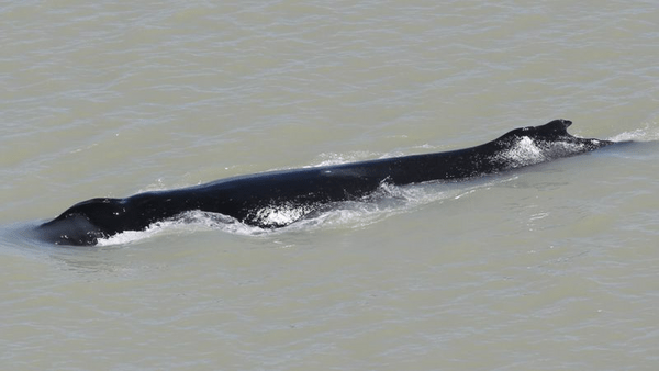 Αυστραλία: Φάλαινες μπαίνουν για πρώτη φορά σε ποτάμι κροκοδείλων