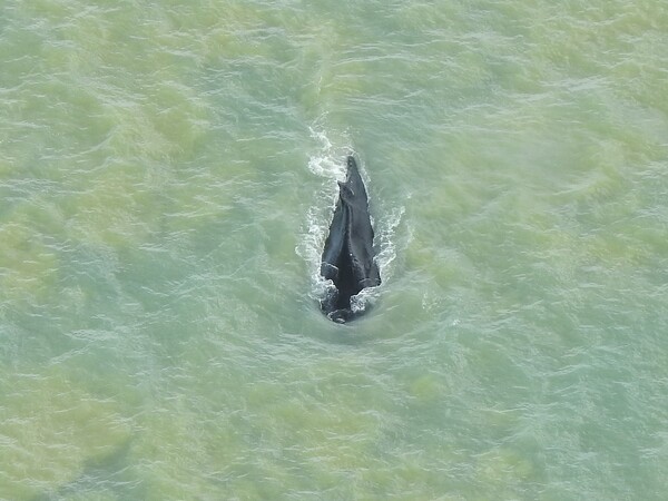 Αυστραλία: «Ξέφυγε» η φάλαινα που είχε μπει σε ποτάμι με κροκόδειλους