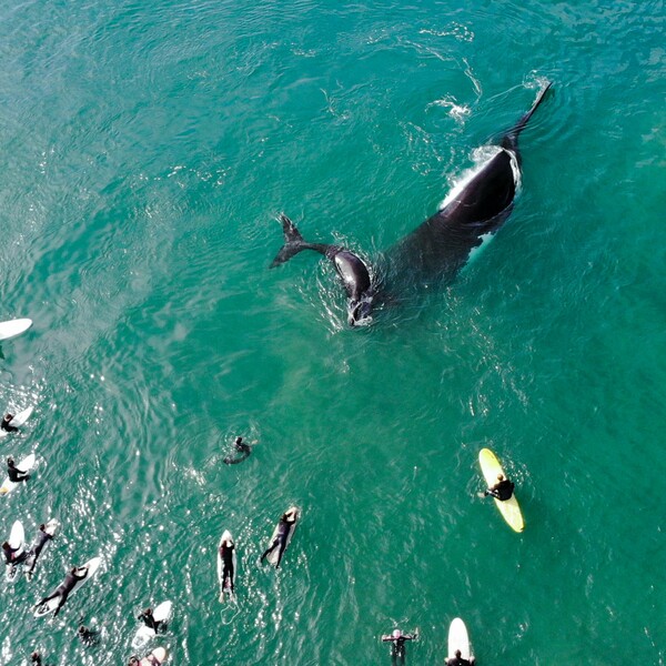 Αυστραλία: Μια μεγάπτερη φάλαινα και το μωρό της σε απόσταση «αναπνοής» από σέρφερς