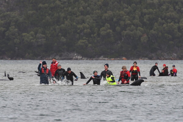 Τασμανία: Νεκρές 380 φάλαινες που εξόκειλαν - Διασώστες δίνουν «μάχη» για 30 ζωντανές [ΦΩΤΟΓΡΑΦΙΕΣ]