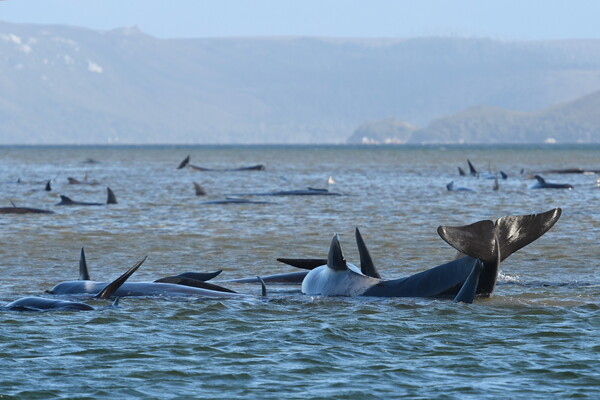 Τασμανία: Νεκρές 380 φάλαινες που εξόκειλαν - Διασώστες δίνουν «μάχη» για 30 ζωντανές [ΦΩΤΟΓΡΑΦΙΕΣ]