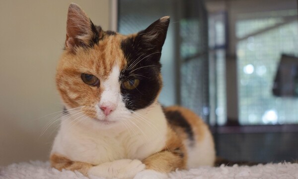 Βρετανία: Γάτα βρέθηκε 12 χρόνια μετά την εξαφάνισή της