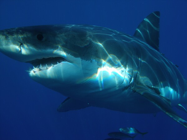 Αυστραλία: Πρώτη θανάσιμη επίθεση καρχαρία στο Gold Coast μετά από 60 χρόνια