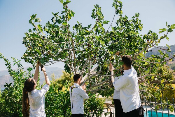 Ένα πρωί με τον Τάσο Μαντή και τον μαστρο-Μπάμπη στο μποστάνι που προμηθεύει τη «Hytra»