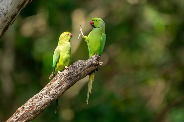 Comedy Wildlife Photography Awards: Τα άγρια ζώα στις πιο αστείες φωτογραφίες τους