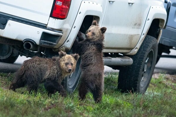 Comedy Wildlife Photography Awards: Τα άγρια ζώα στις πιο αστείες φωτογραφίες τους