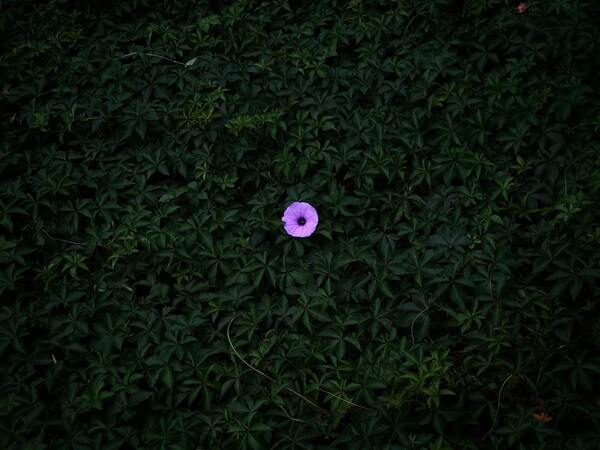 iPhone Photography Awards 2020: Οι μεγάλοι νικητές
