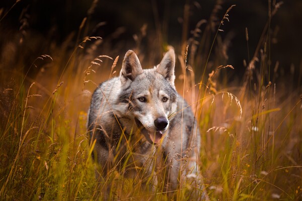 Γαλλία: Επτά λύκοι διέφυγαν από πάρκο άγριων ζώων