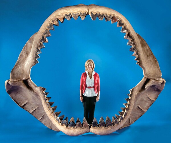 Ερευνητές αποκαλύπτουν το πραγματικό μέγεθος του Μεγαλόδοντα καρχαρία