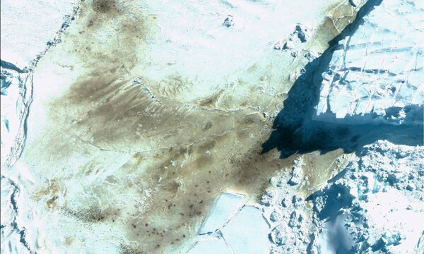 Ανταρκτική: Τα κόπρανα των πιγκουίνων λεκιάζουν τον πάγο, αποκαλύπτοντας στους δορυφόρους άγνωστες αποικίες