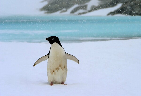 Οι λιωμένοι πάγοι αποκάλυψαν μουμιοποιημένους πιγκουίνους στην Ανταρκτική