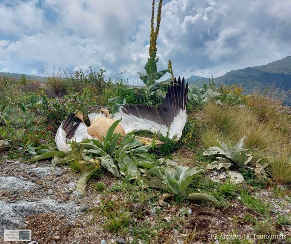 Νεκροί πελεκάνοι από πρόσκρουση σε ανεμογεννήτριες- Περιβαλλοντικές οργανώσεις: «Κακή χωροθέτηση αιολικών πάρκων»
