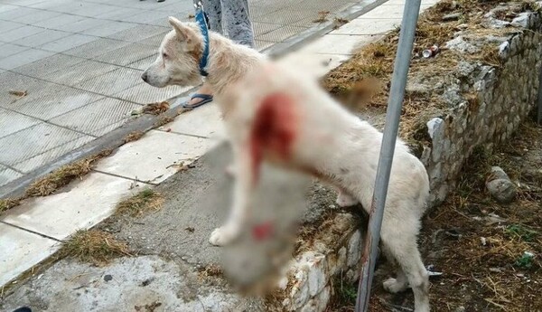 Νίκαια - Καταγγελία: «Καθηγητής μαχαίρωσε σκύλο στη μέση του δρόμου»