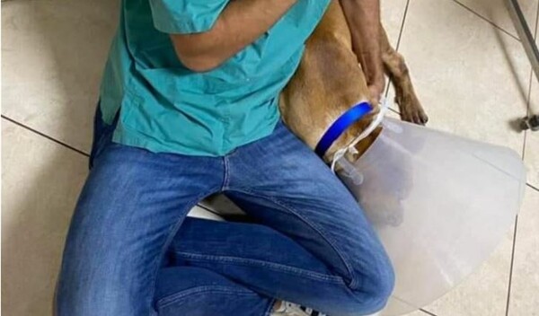 Κτηνωδία στα Χανιά: Κρέμασε τον σκύλο του ζωντανό και του έκοψε τα γεννητικά όργανα