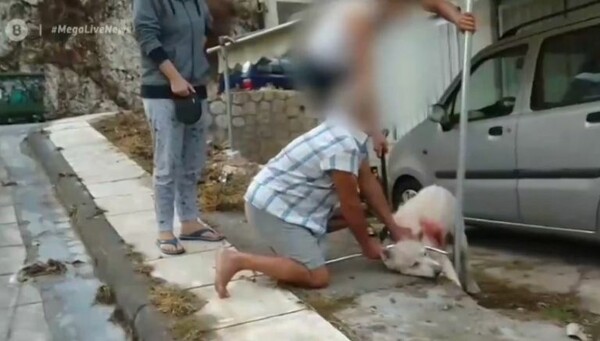 Ένταση στα δικαστήρια Πειραιά - Αμετανόητος ο καθηγητής που μαχαίρωσε σκύλο: «Θα αστειεύεστε»