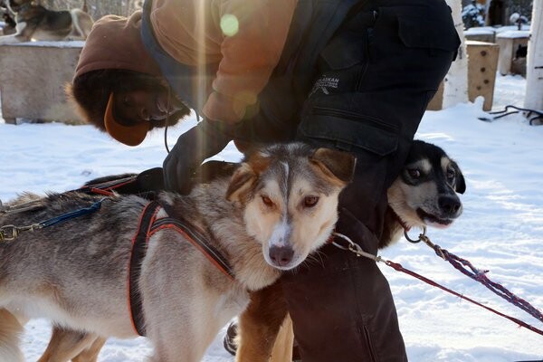 Iditarod: Οι προετοιμασίες για τις ελκηθροδρομίες σκύλων της Αλάσκας