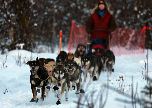Iditarod: Οι προετοιμασίες για τις ελκηθροδρομίες σκύλων της Αλάσκας