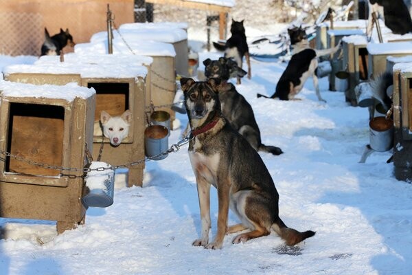 Iditarod: Οι προετοιμασίες για τις ελκηθροδρομίες σκύλων της Αλάσκας