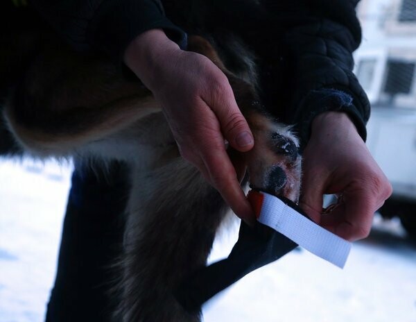 Iditarod: Οι προετοιμασίες για τις ελκηθροδρομίες σκύλων της Αλάσκας