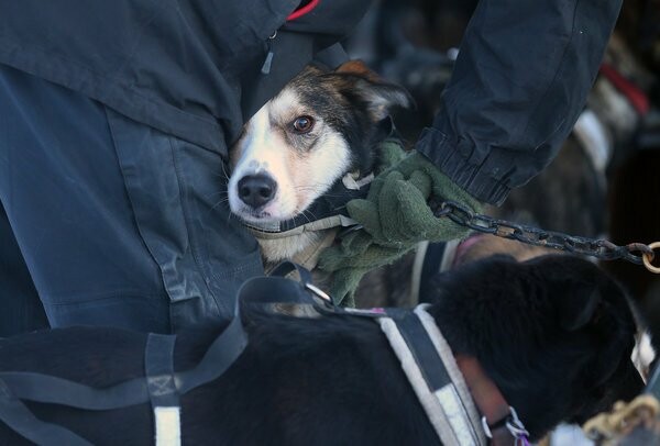 Iditarod: Οι προετοιμασίες για τις ελκηθροδρομίες σκύλων της Αλάσκας