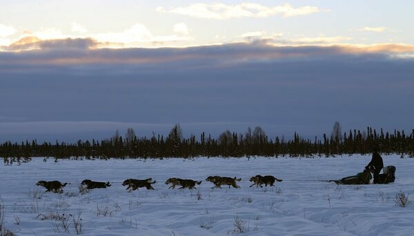 Iditarod: Οι προετοιμασίες για τις ελκηθροδρομίες σκύλων της Αλάσκας