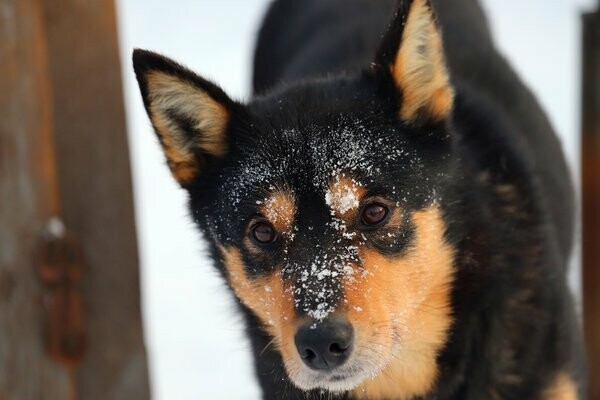Iditarod: Οι προετοιμασίες για τις ελκηθροδρομίες σκύλων της Αλάσκας