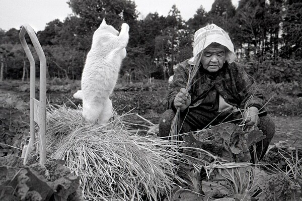 Αχώριστοι ως το τέλος: η καθημερινή λατρεία μιας 90χρονης γιαπωνέζας αγρότισσας με την υπασπίστρια γάτα της