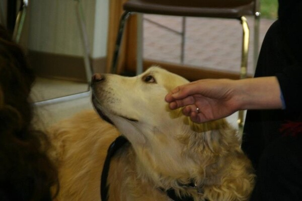 Τα Golden Retrievers παρηγορούν τους κατοίκους του Newtown