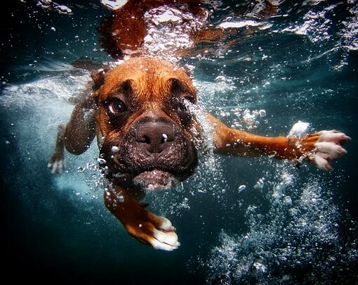 Απίστευτες φωτογραφίες σκυλιών κάτω από το νερό 
