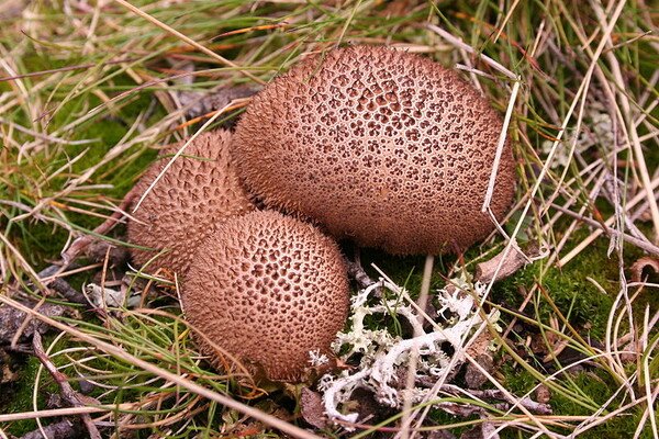 Η μυστηριώδης βασιλεία των Fungi