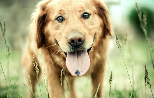 39 πορτραίτα των πιο χαρούμενων σκυλιών του πλανήτη 