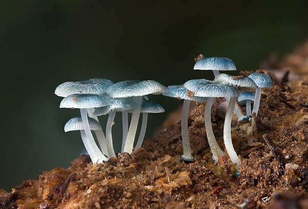 Η μυστηριώδης βασιλεία των Fungi