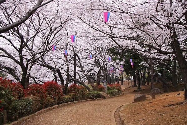 27 εικόνες και gif με ανθισμένες κερασιές στην Ιαπωνία