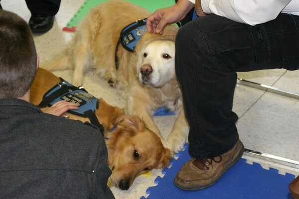 Τα Golden Retrievers παρηγορούν τους κατοίκους του Newtown