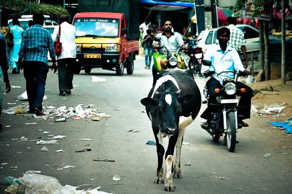 Saturated India