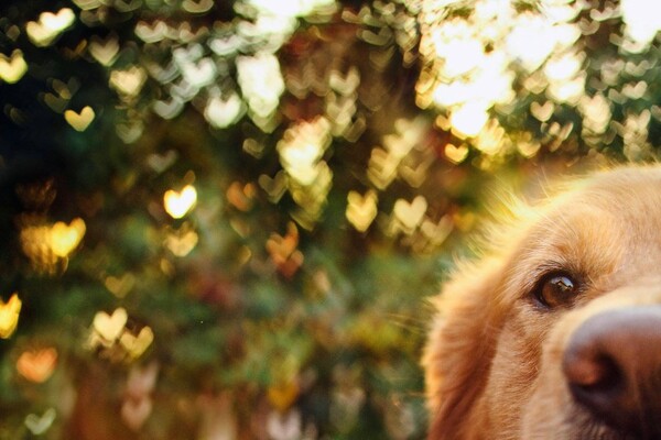 39 πορτραίτα των πιο χαρούμενων σκυλιών του πλανήτη 