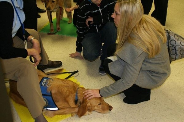 Τα Golden Retrievers παρηγορούν τους κατοίκους του Newtown