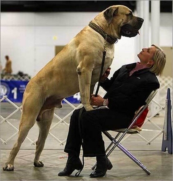 21 σκυλιά μεγέθους XL (που δεν συνειδητοποιούν πόσο ΤΕΡΑΣΤΙΑ είναι)