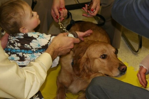 Τα Golden Retrievers παρηγορούν τους κατοίκους του Newtown