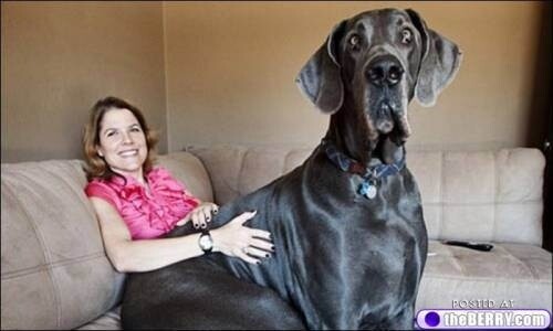 21 σκυλιά μεγέθους XL (που δεν συνειδητοποιούν πόσο ΤΕΡΑΣΤΙΑ είναι)
