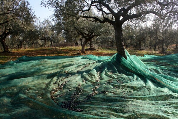 Φωτογραφικό Αφιέρωμα: Η Σπάρτη του Σήμερα