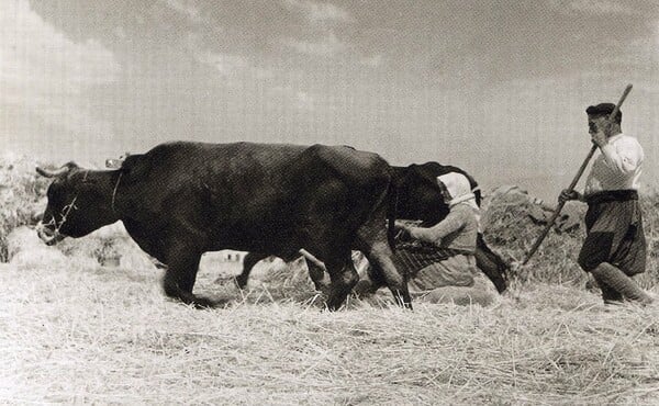 80 ανεκτίμητες φωτογραφίες της Κρήτης 1911 - 1949