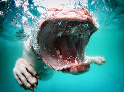 Απίστευτες φωτογραφίες σκυλιών κάτω από το νερό 