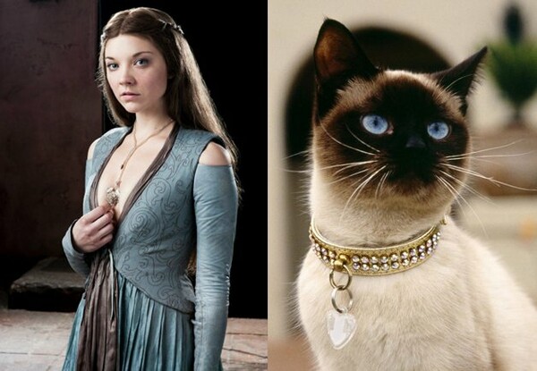Πώς θα ήταν οι πρωταγωνιστές του Game of Thrones αν ήταν γάτες;