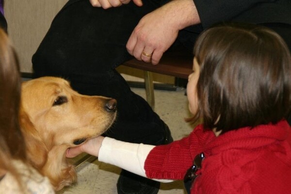 Τα Golden Retrievers παρηγορούν τους κατοίκους του Newtown