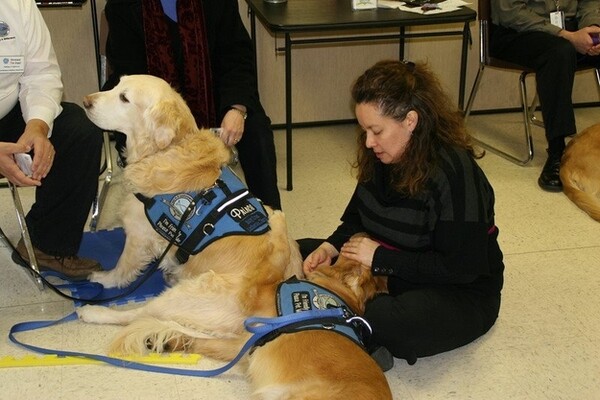 Τα Golden Retrievers παρηγορούν τους κατοίκους του Newtown